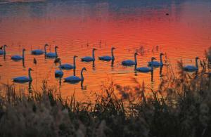 來約！萬只白天鵝在三門峽等你